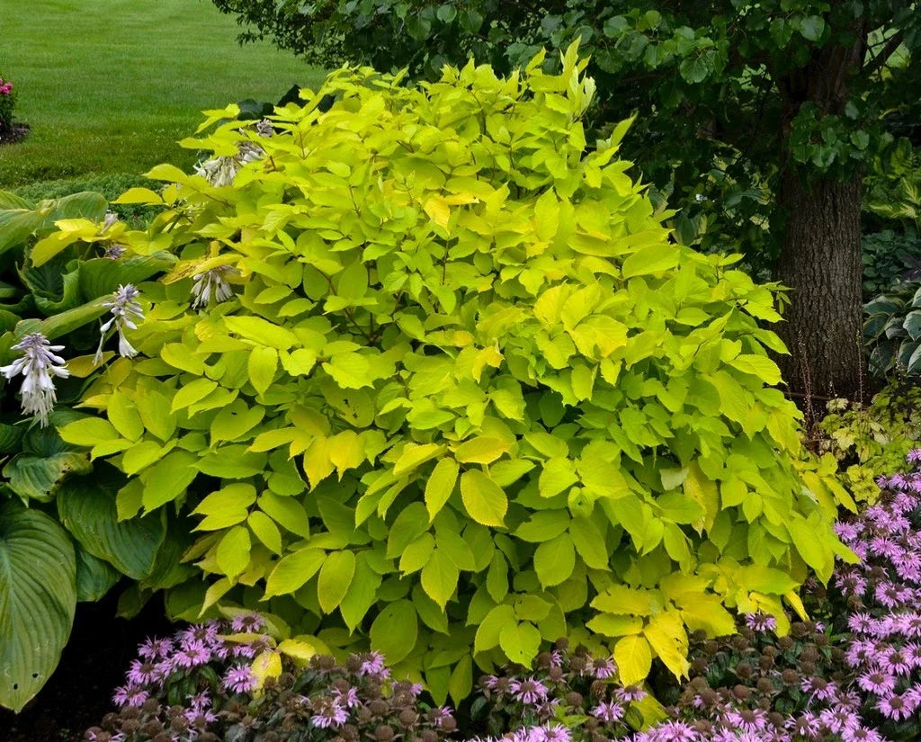 Aralia 'Sun King' Live Starter Plant - Japanese Spikenard, Shade-Loving Foliage Plant, Low-Light Indoor or Garden Plant