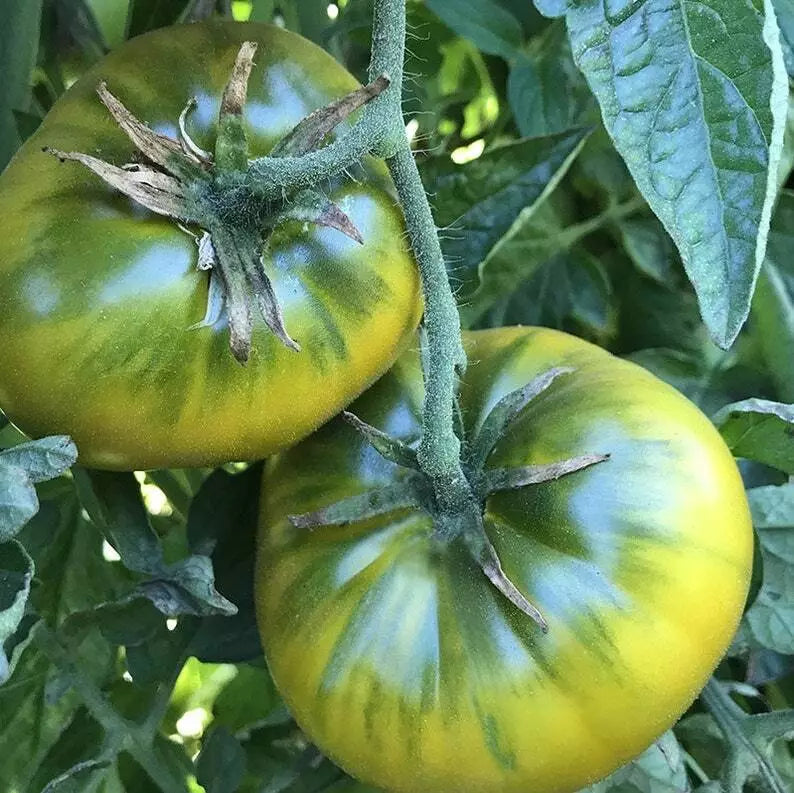 Green Cherokee Tomato Seeds 50 Ct Heirloom Non-GMO Indeterminate Vegetable