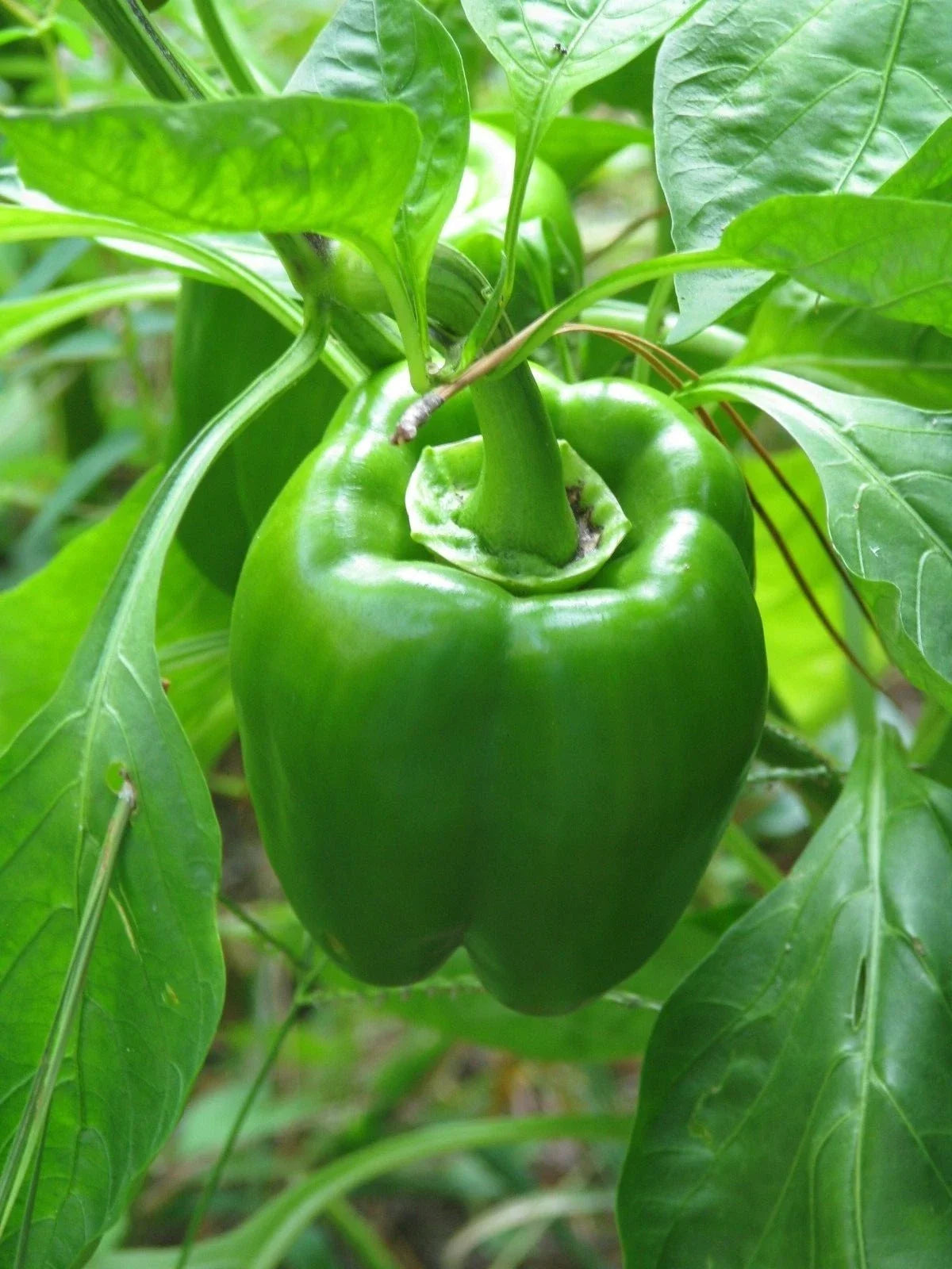 California Wonder Pepper Seeds – 300 Pack, Capsicum annuum, Sweet Bell Peppers for Home Gardening & Vegetable Gardens