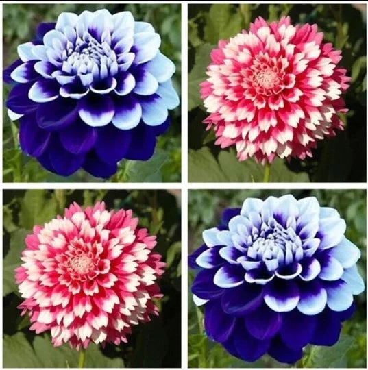Dahlias Seeds 20pcs - Varying Colors Perennial Flowers - Dahlia pinnata Garden Planting Pack