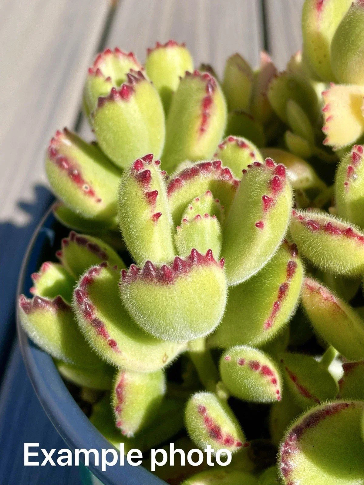 2" Variegated Bear's Paw Succulent Cutting - Cotyledon tomentosa Unrooted Plant for Indoor & Outdoor Gardens