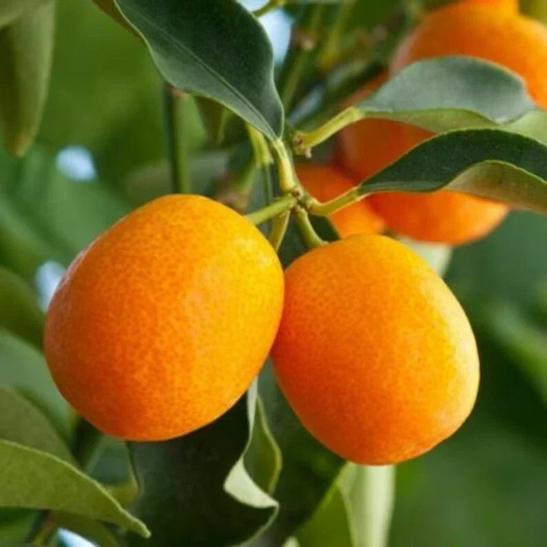 Sweet Meiwa Kumquat Citrus Tree Seedlings - 4" Potted Live Plant - Citrus Japonica