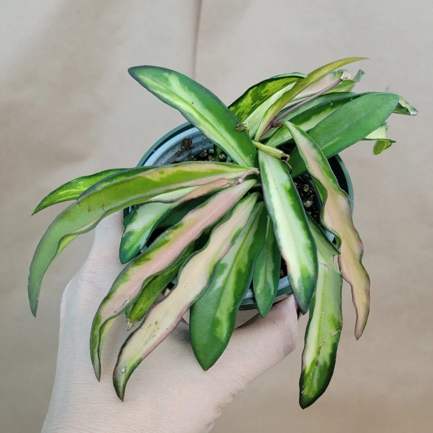 Hoya Kentiana Wayetii Variegated Live Plant in 4" Pot - Rare Variegated Indoor Houseplant