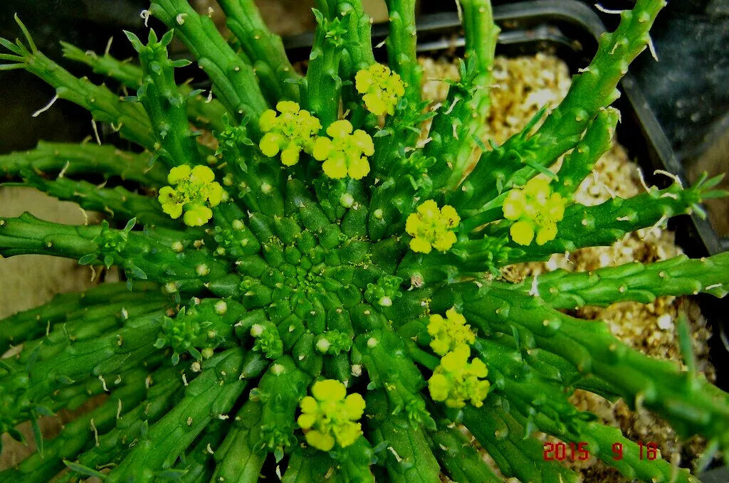 Euphorbia Flanaganii 'Caput-Medusae' Cutting - 6" Long Rare Succulent Houseplant