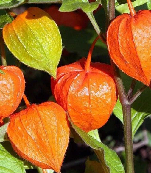 Chinese Lantern Seeds 100+ Franchetti - Physalis alkekengi Perennial Flower