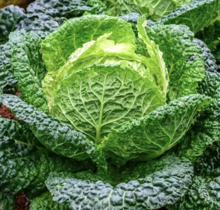 Savoy Perfection Cabbage Seeds | 1000 Non-GMO Brassica oleracea Seeds