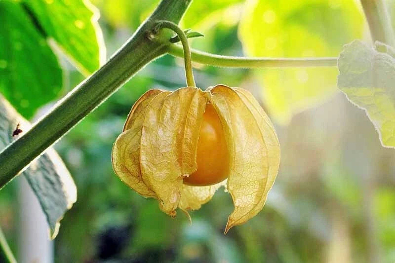 Ground Cherry Seeds - 100+ Heirloom Pineapple Physalis Ixocarpa Organic Non-GMO Gardening Seeds