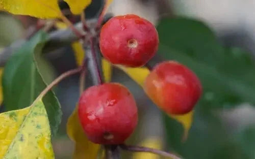 25+ Rudolph Crabapple Seeds for Garden Planting - Malus 'Rudolph' - Easy to Grow, Pink Flowers, Attracts Pollinators, Compact Shape