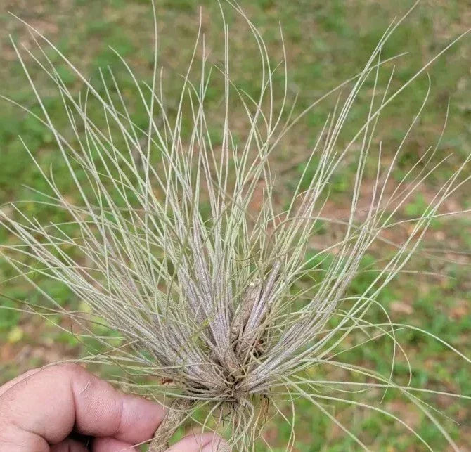 Tillandsia Bartramii Air Plant Clump - Purple Hue Bromeliad, Low Maintenance Indoor Air Plant