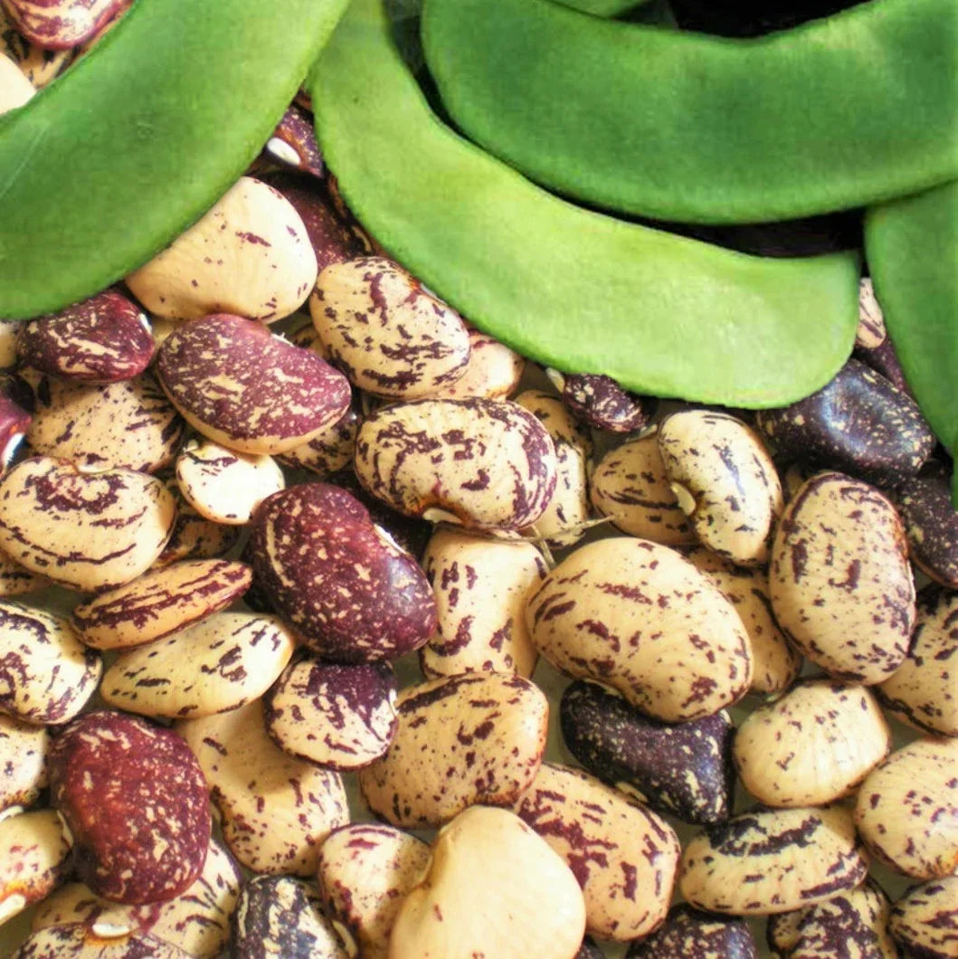 Jackson Wonder Lima Bean Seeds – Speckled Baby Butter Beans – Phaseolus lunatus – Organic, Non-GMO, Full Sun, Climbing Vine, 50 Seeds