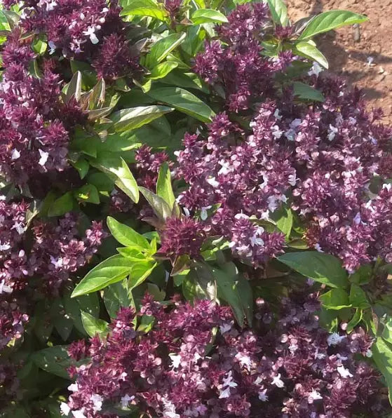 Holy Basil Seeds - 500+ Non-GMO Tulsi Ocimum sanctum for Herbal Tea, Culinary & Medicinal Use
