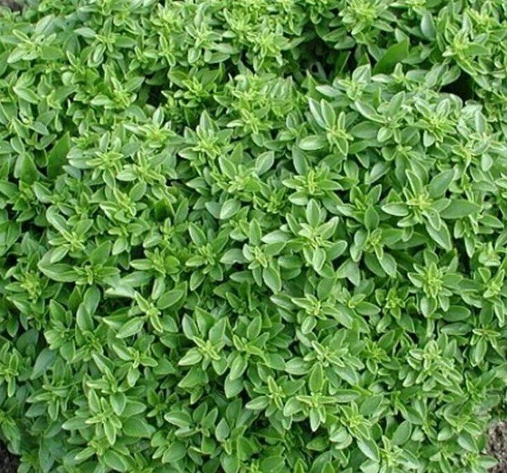 Dwarf Greek Basil Seeds 300+ Non-GMO Annual Herb Ocimum basilicum