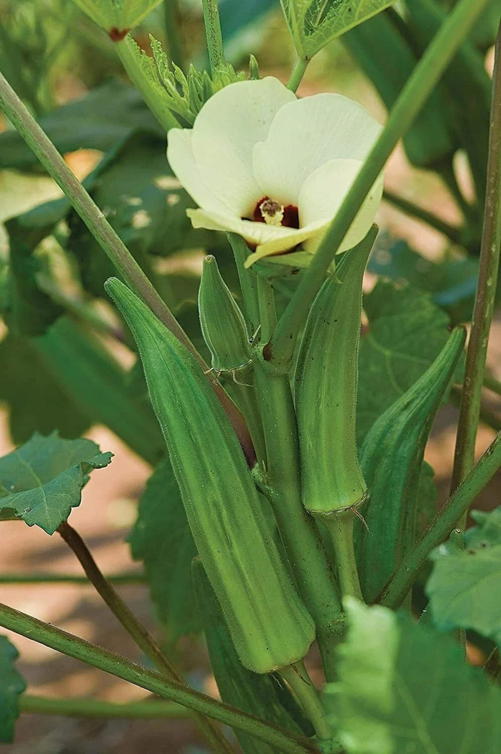 Spineless Okra Seeds - 250 Count, Non-GMO, Heirloom Abelmoschus esculentus, Grown in USA, Easy to Grow, Summer Vegetable Seeds
