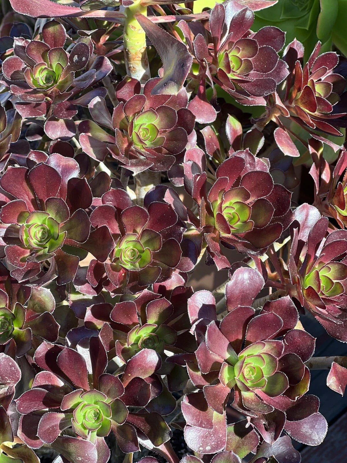 Aeonium Voodoo Cutting - Unique Dark Purple Succulent Plant Cutting