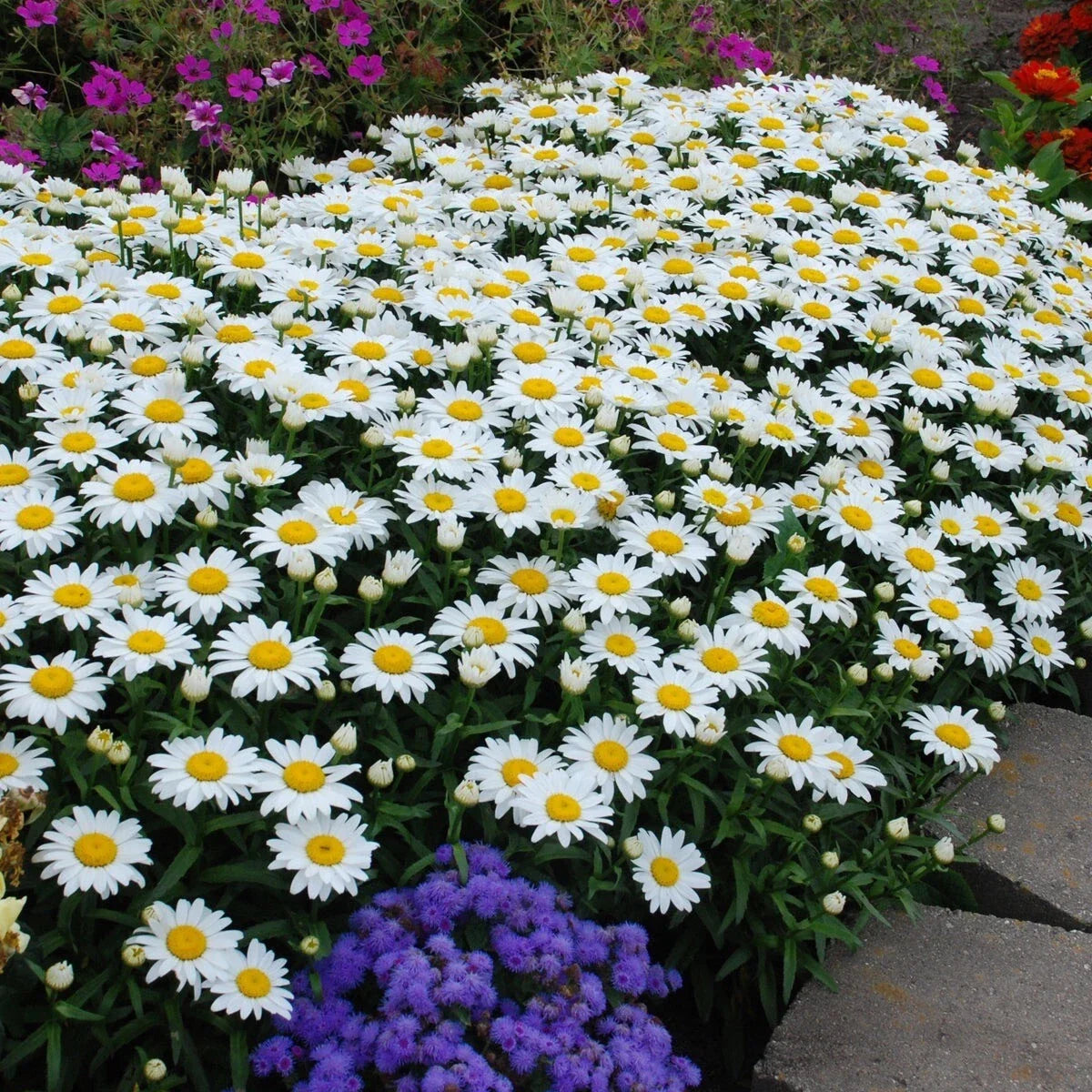 Shasta Daisy Seeds - Heirloom Non-GMO Leucanthemum × superbum - White Flowers, Pollinator Attractant, 200+ Seeds