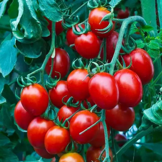 Small Red Cherry Tomato Seeds - 50 Non-GMO Heirloom Seeds for Home Gardening - USA Seller