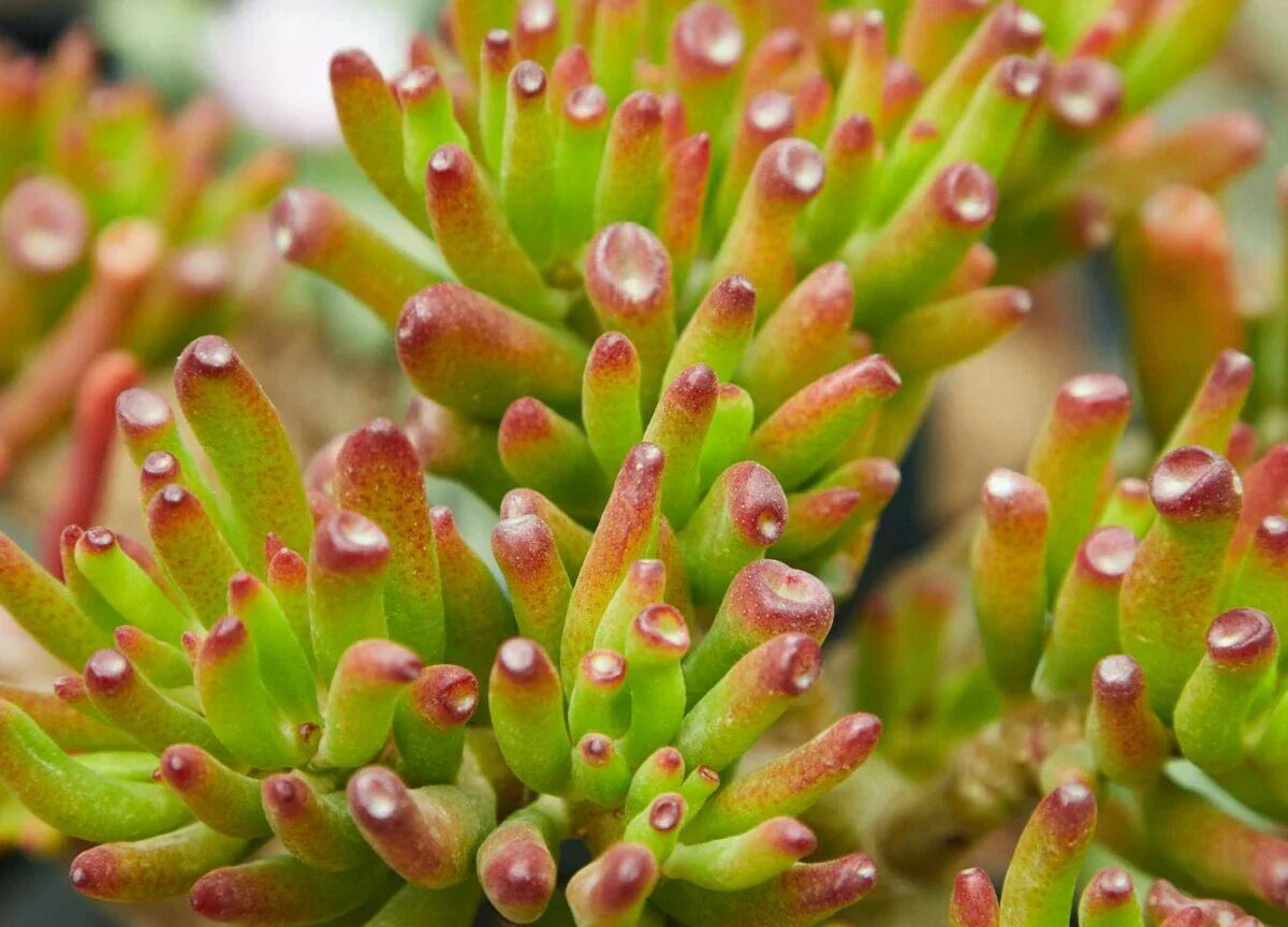 CRASSULA OVATA 'GOLLUM' - 2" Jade Cutting - Succulent Indoor Houseplant