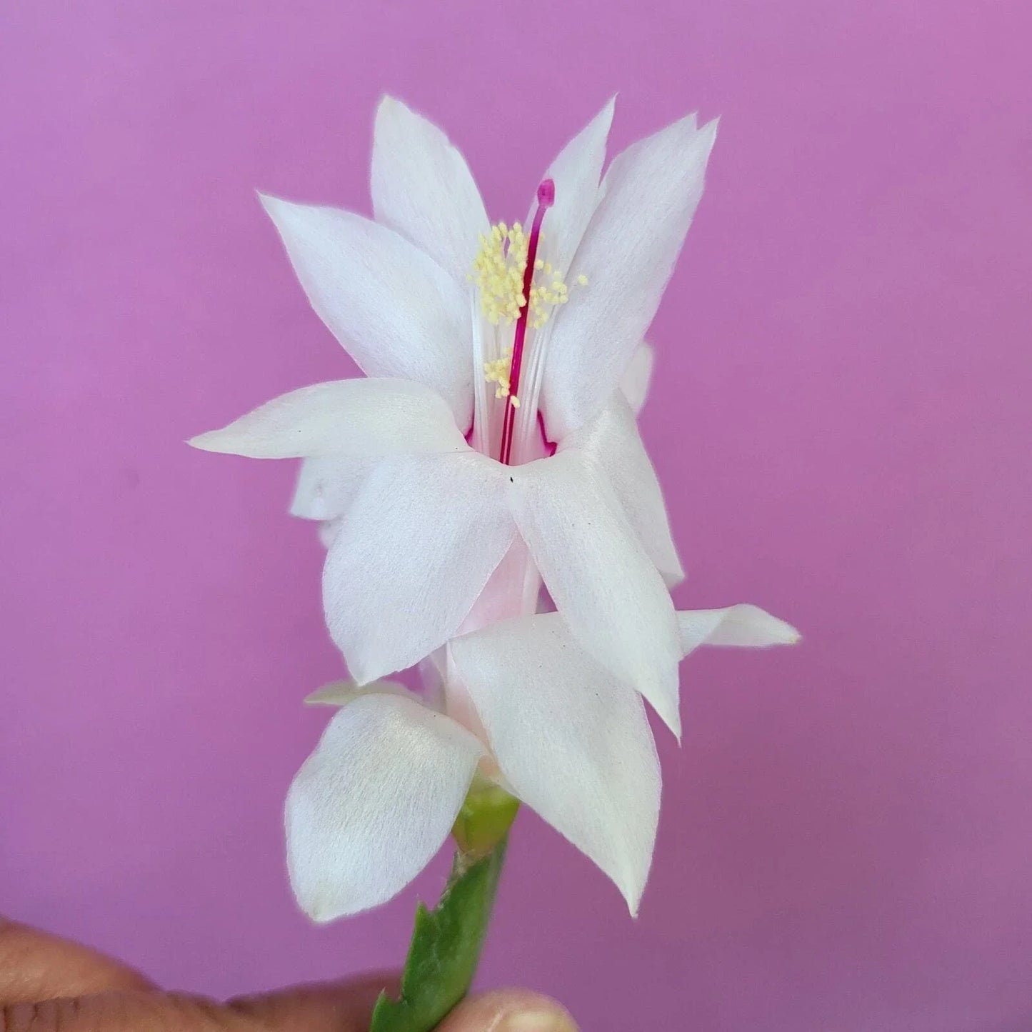 Schlumbergera Truncata Cuttings – Jungle Holiday Cactus Propagation Set – 3 Healthy Plant Clippings