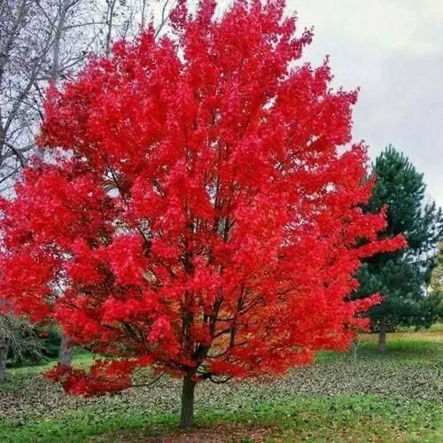 Sourwood Tree Seedlings - Native Oxydendrum arboreum - Fragrant White Flowers, Fall Foliage, Drought Tolerant