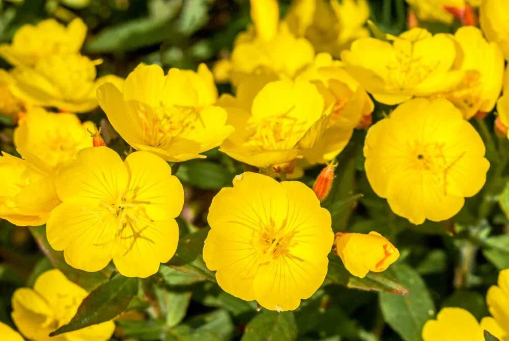 Evening Primrose Seeds - 500 Count - Oenothera biennis - Non-GMO Organic Heirloom