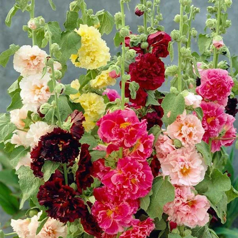 Hollyhock Seeds Summer Carnival Mix - 22 Seeds Alcea rosea - Colorful Garden Flowers
