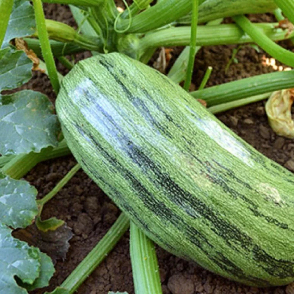Italian Genovese Squash Seeds | Non-GMO Heirloom Cucurbita pepo for Vegetable Gardening