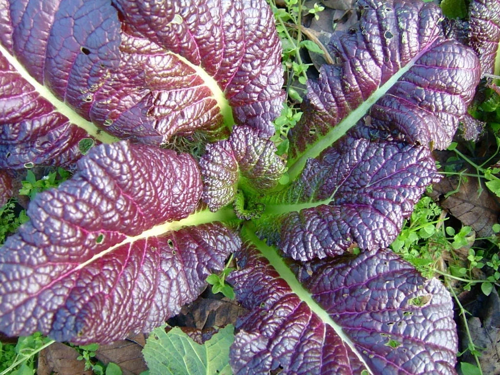 Red Giant Mustard Seed Packets – Brassica juncea Heirloom Vegetable Seeds for Home Gardening