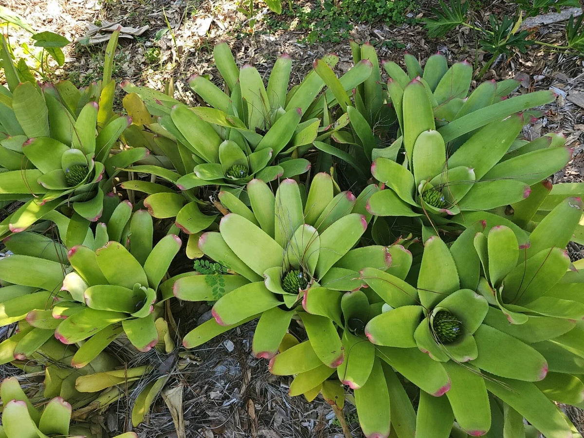 Bromeliad Plant 3.5" Pot Neoregelia cruenta Beach Bloody Tropical Live Indoor Outdoor
