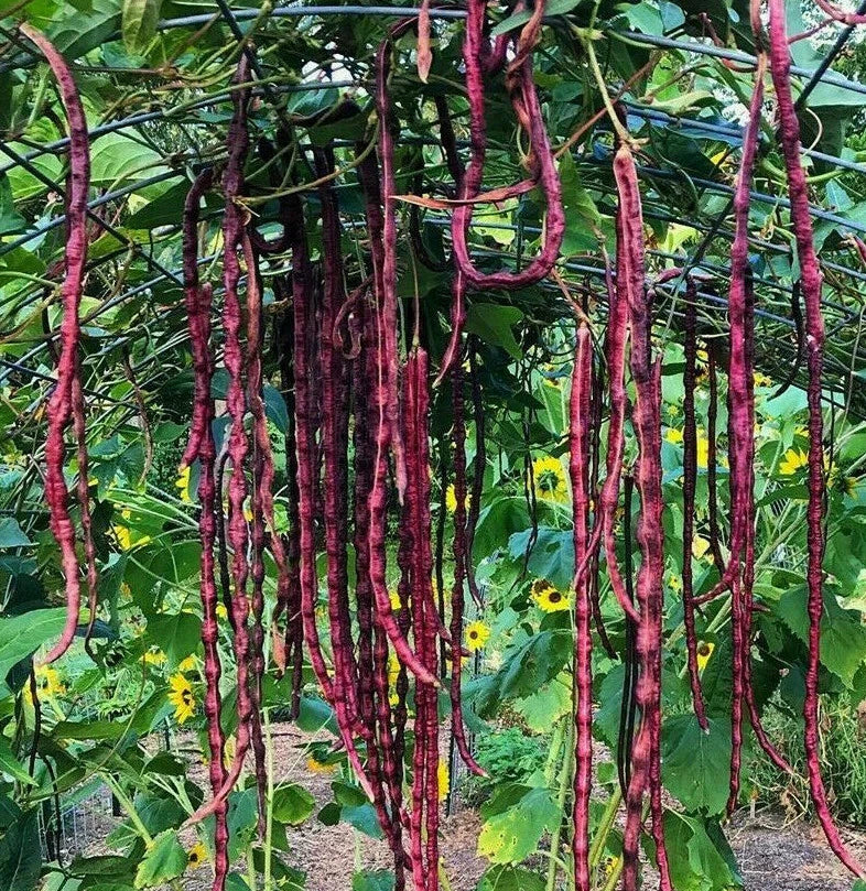Red Noodle Yard Long Bean Seeds, Chinese Purple Cowpea, Heirloom Asian Vegetable Seeds, Vigna unguiculata sesquipedalis