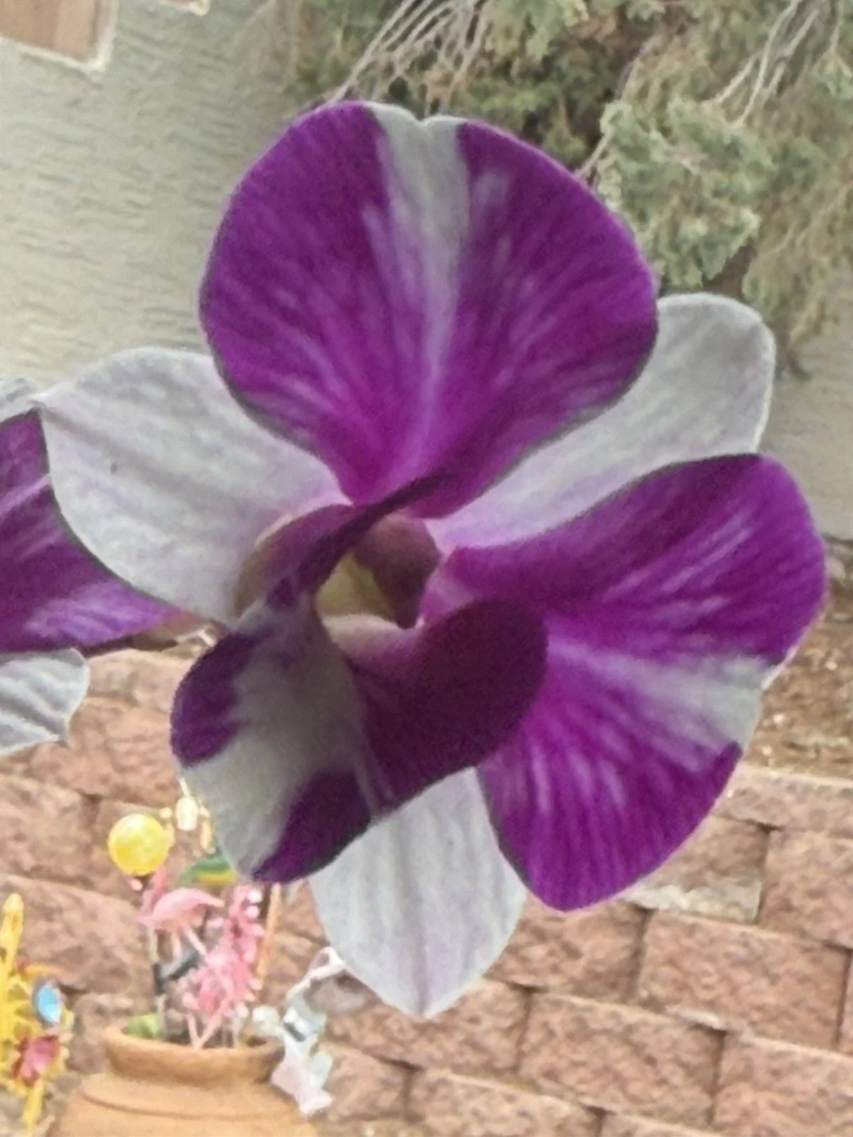 Den Red Star Orchid Plant Bare Root Dendrobium Hybrid Short Stem Indoor Orchid