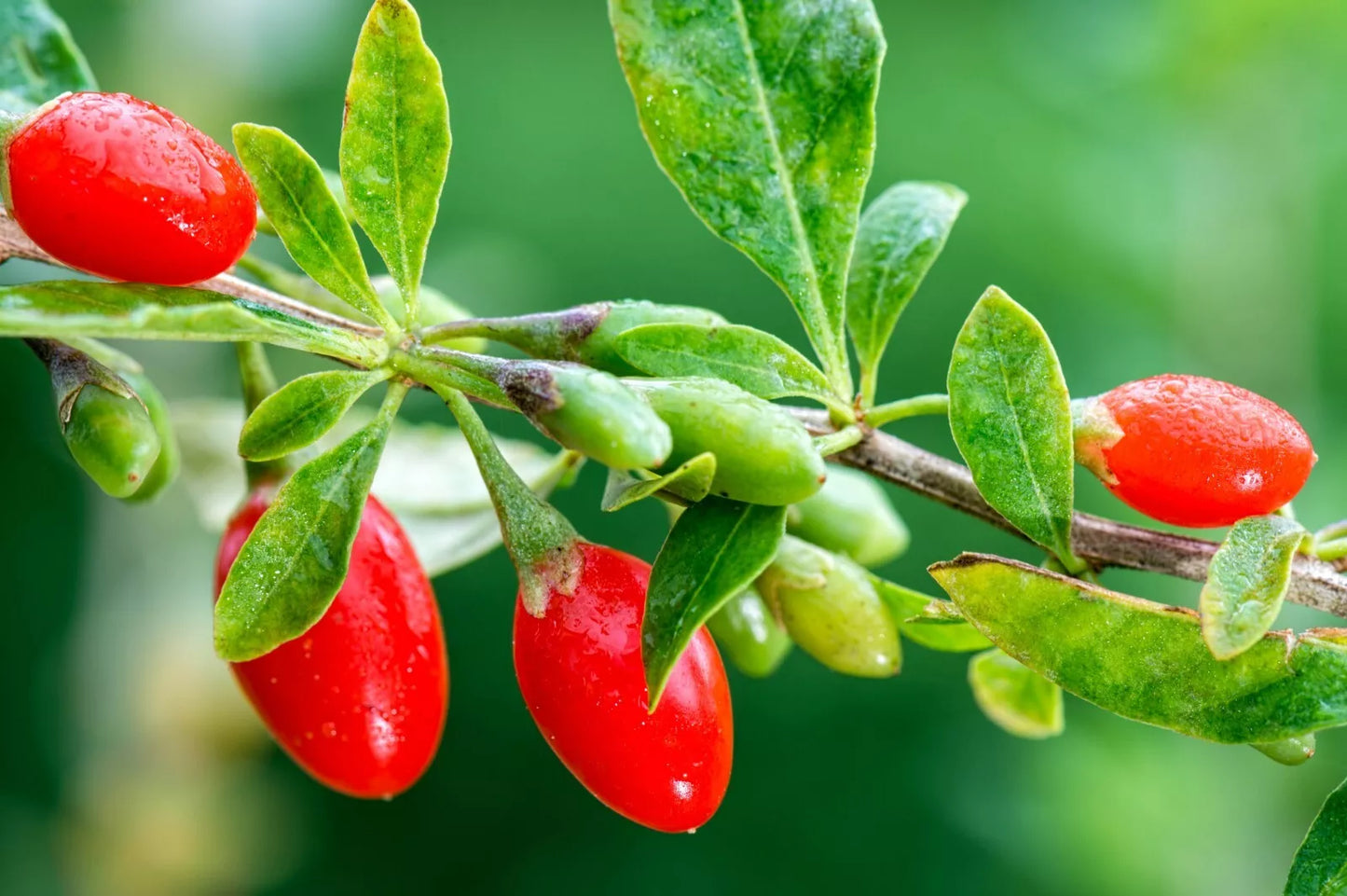 Goji Berry 20 Seeds | Organic Wolfberry Seeds | Lycium barbarum for Home Garden