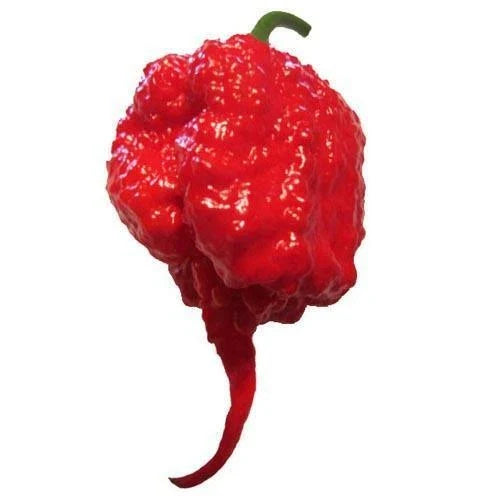 Carolina Reaper Pepper Seeds | Heirloom Non-GMO | F1 Hybrid Capsicum chinense | Hot Chili Seeds for Gardening