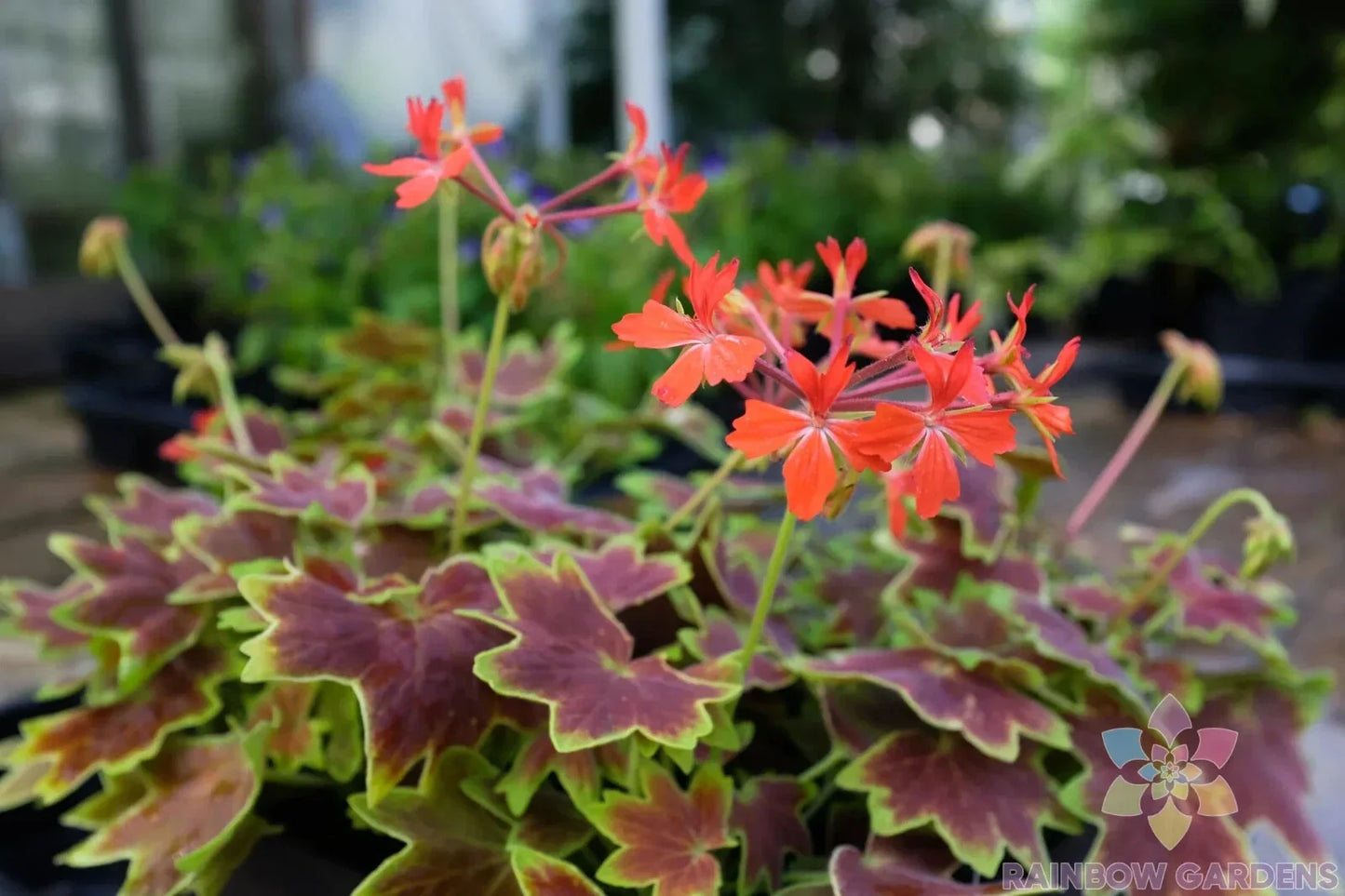 Vancouver Centennial Geranium Seeds – Pelargonium x hortorum – Bright Colorful Blooms for Garden & Containers – 25+ Pack