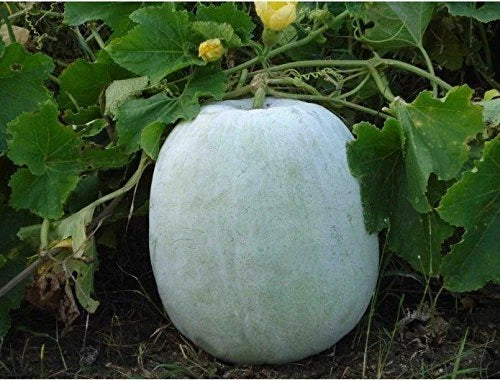 Ash Gourd Seeds 10+ Pack White Wax Winter Melon Benincasa hispida Heirloom Vegetable Seeds