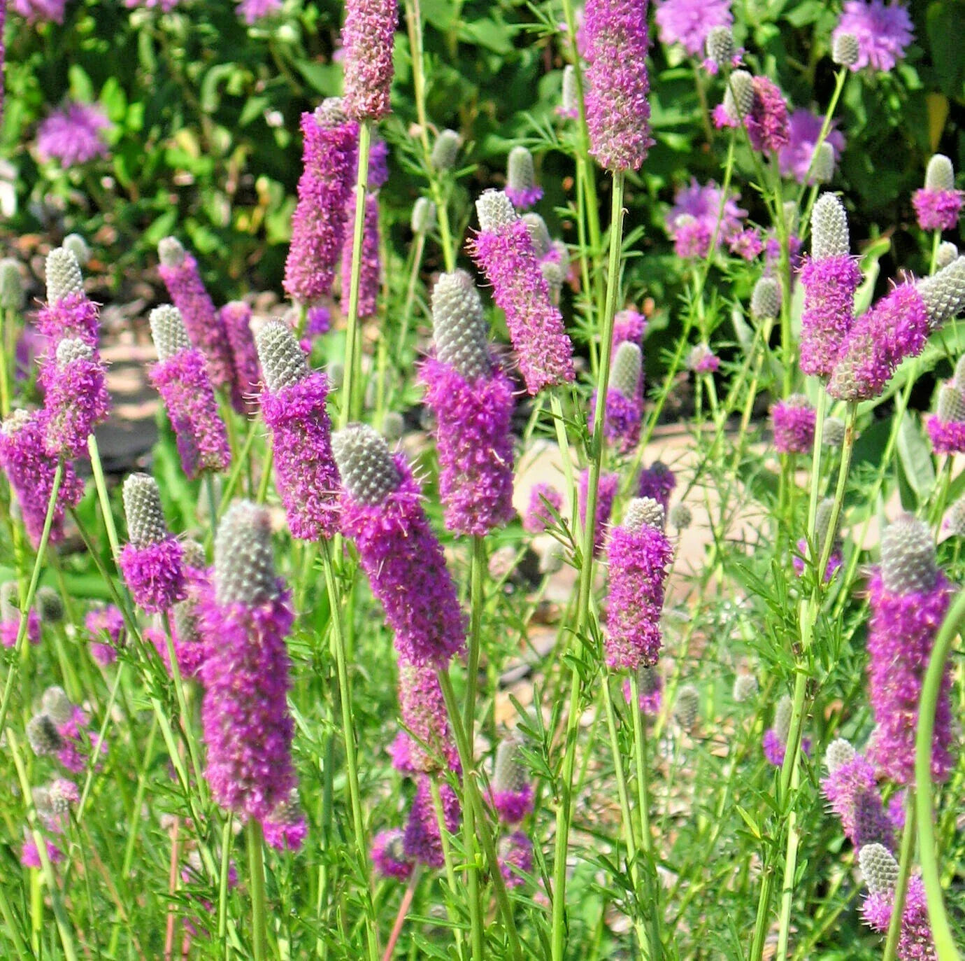 Purple Prairie Clover Seeds - 500+ Dalea purpurea Wildflower Seeds, Nitrogen Fixing, Drought Resistant