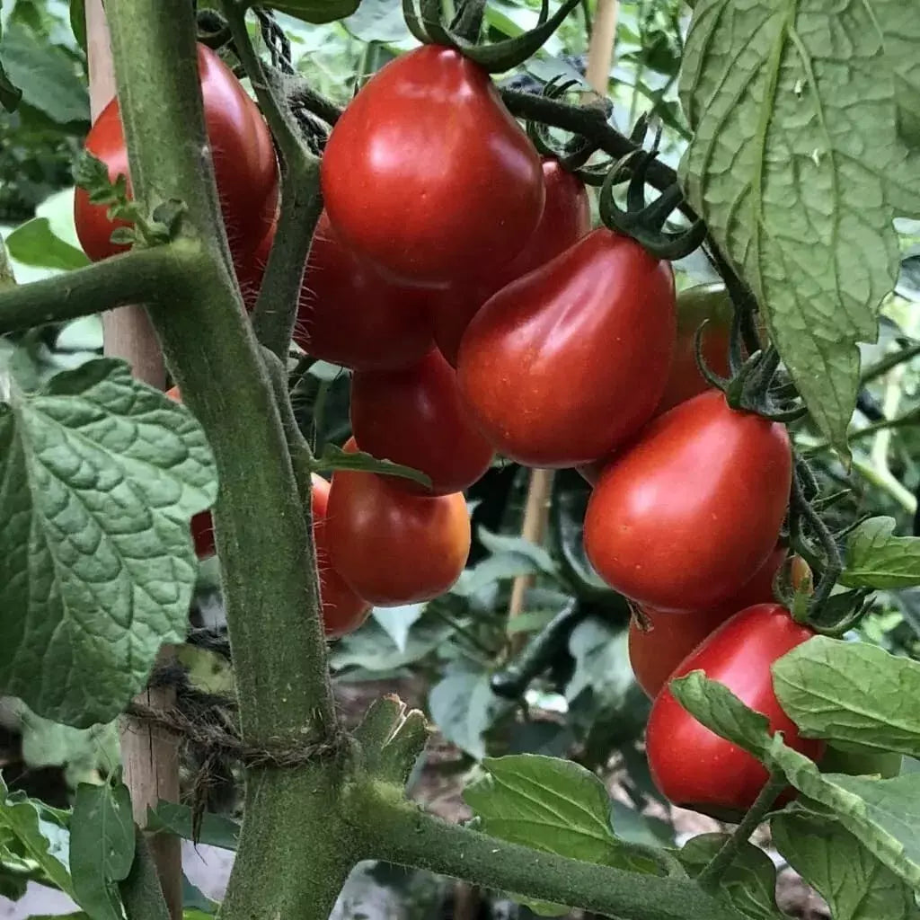 Napoli Tomato Seeds - 30+ Heirloom Organic NON-GMO Seeds for Garden
