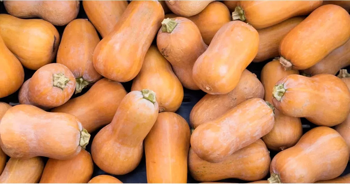 Butternut Squash Seeds Set of 25 | Heirloom Cucurbita moschata Vegetable Seeds for Garden Planting