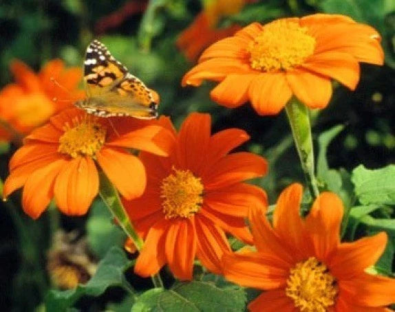 Mexican Torch Sunflower Seeds - 25 Fresh Tithonia rotundifolia Seeds for Garden, Attracts Pollinators, Full Sun, Free USA Shipping