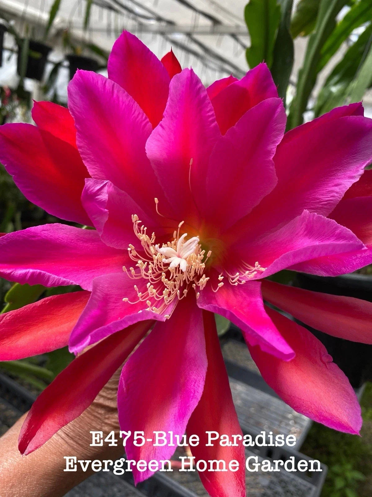 Epiphyllum Orchid Cactus Rooted Plant 4" Blue Paradise Epiphyllum spp. Indoor Outdoor Flowering