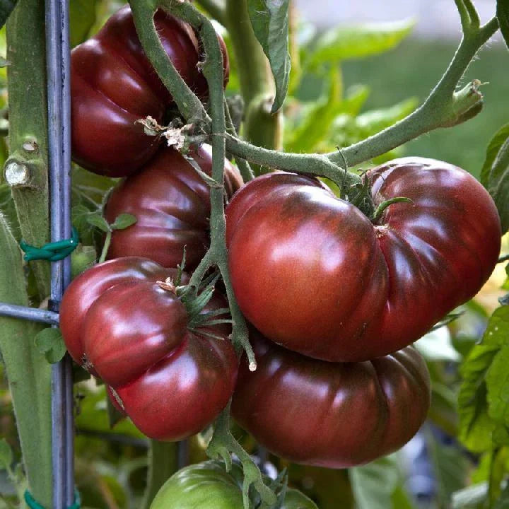 Black Brandywine Tomato Seeds - Non-GMO Heirloom Potato Leaf Variety