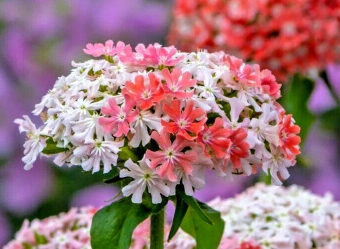 Pink and White Lychnis Seeds - 100 Pack - Lychnis chalcedonia - Rare Color Garden Flowers