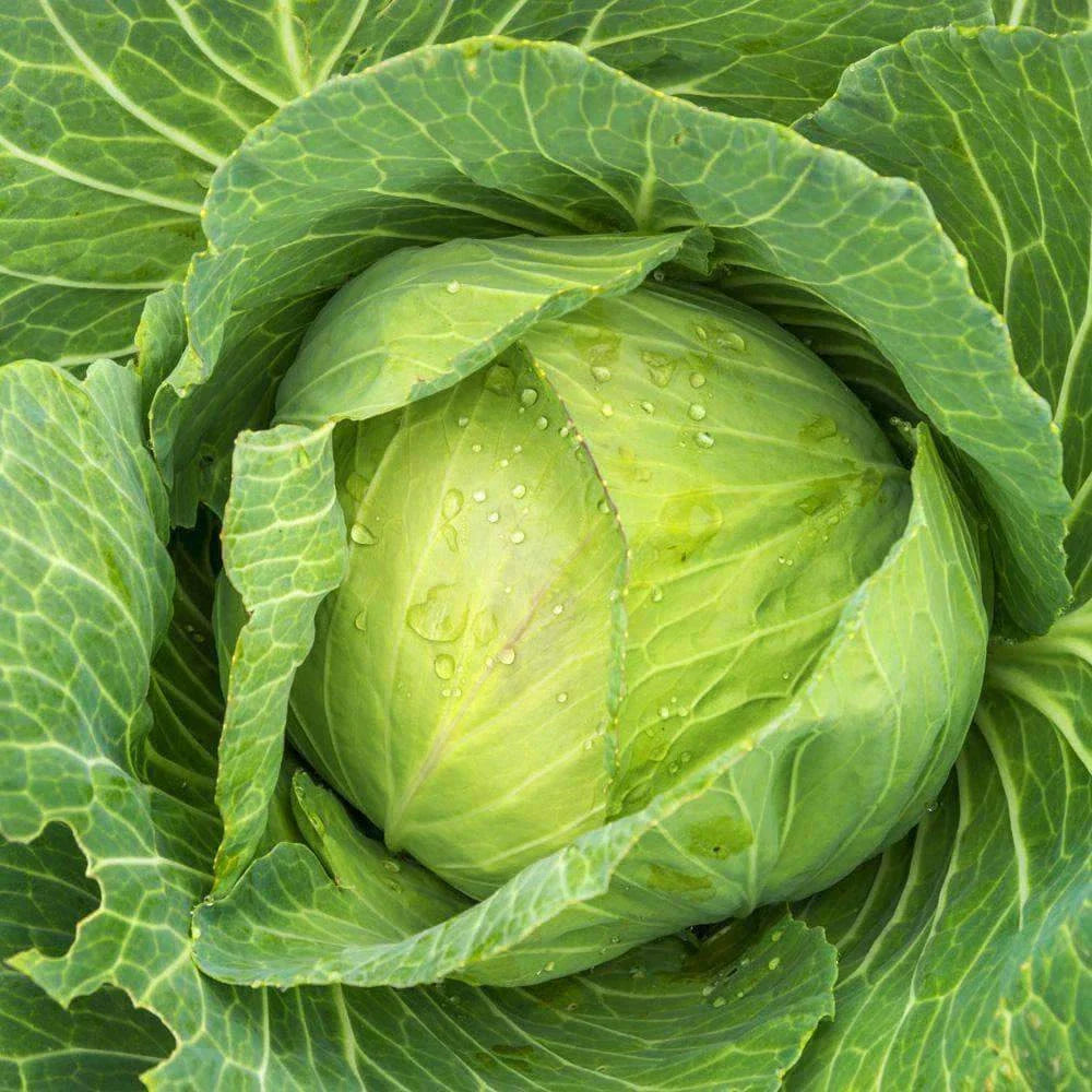 Golden Acre Cabbage Seeds 300+ Non-GMO Brassica oleracea Vegetable Garden Seeds