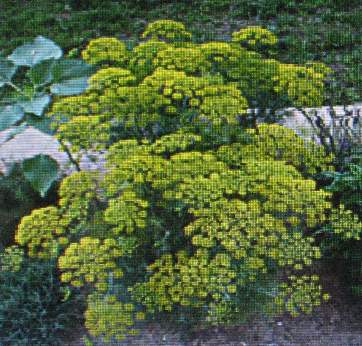 Dill Herb Seeds Bouquet Variety - 100 Seeds - Anethum graveolens