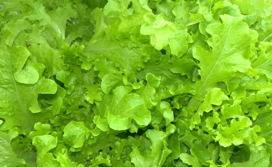 Salad Bowl Lettuce Seeds 600+ Heirloom NON-GMO Vegetable Garden Lactuca sativa