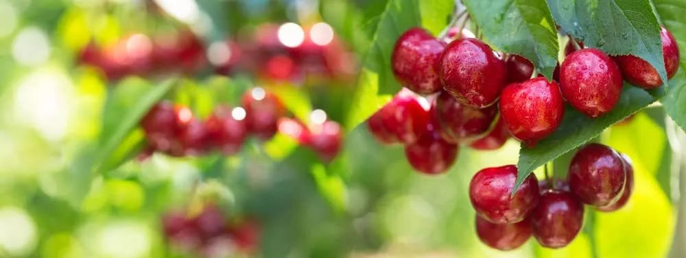 Sweet Cherry Tree Seeds - Organic Prunus avium Heirloom Variety for Planting