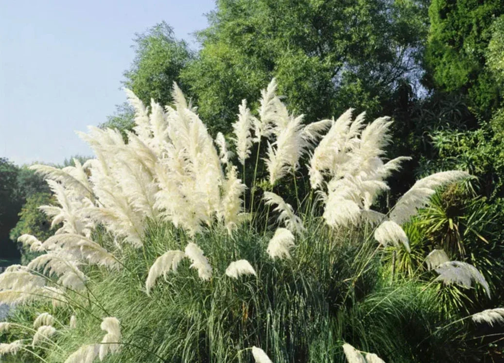 White Pampas Grass Plants – 3 Fully Rooted Shrubs in Pot – Cortaderia selloana for Garden, Landscape & Containers