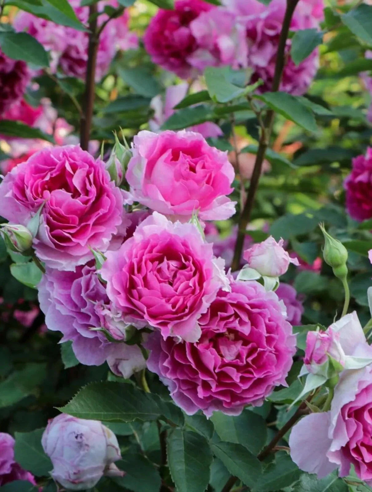 Rare Japanese Floribunda Rose Plant, 4-Inch Pot, Sheherazad Rosa 'Sheherazad' Live Rose Variety