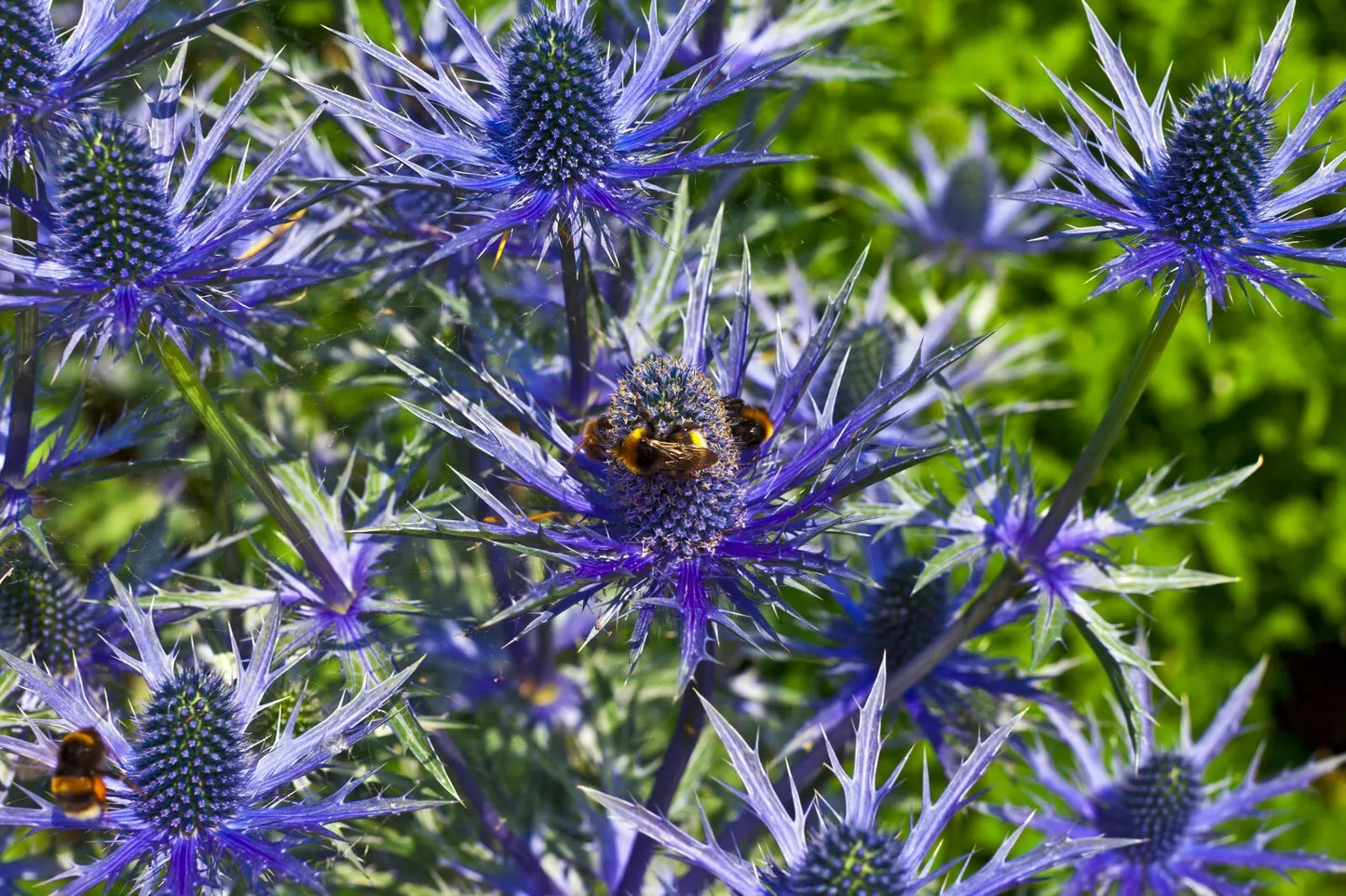 Sea Holly Seeds 100 Count Eryngium with Metallic Blue Flowers Drought-Tolerant Perennial for Garden Borders