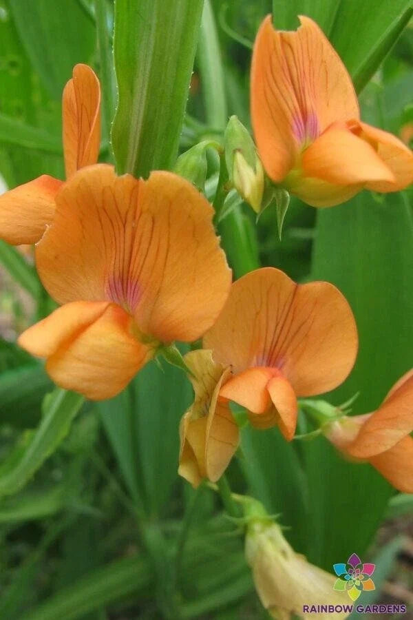 Lathyrus annuus 'Mrs R. Penney' Annual Sweet Pea Seeds - 50+ Fragrant Pastel Blooms for Gardens