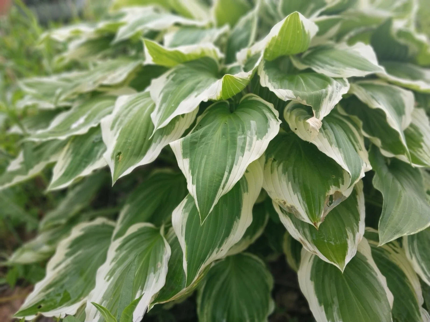 Hosta Roots - Variegated Patriot Green & White Edges - Hosta sieboldiana - 10 Roots for Shade Gardens